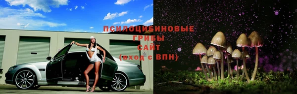 стаф Алзамай