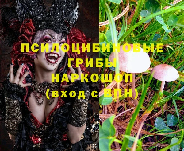 стаф Алзамай